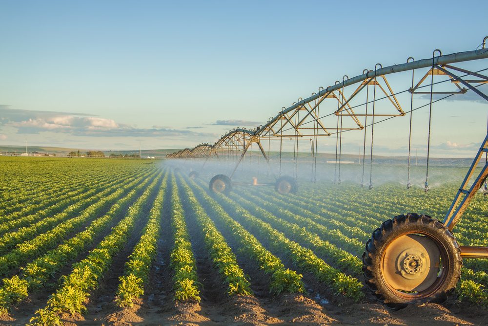 Como a agricultura com água salgada é realizada? Entenda