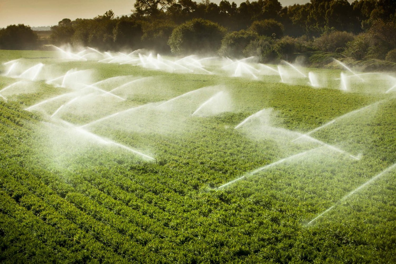 Como a agricultura com água salgada é realizada? Entenda