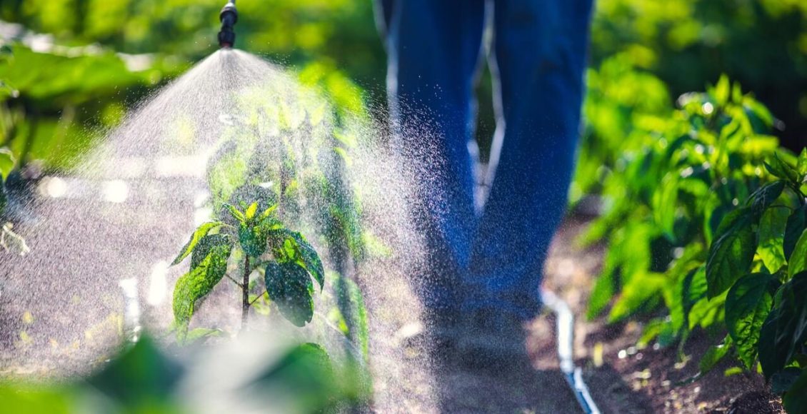 Como a agricultura com água salgada é realizada? Entenda