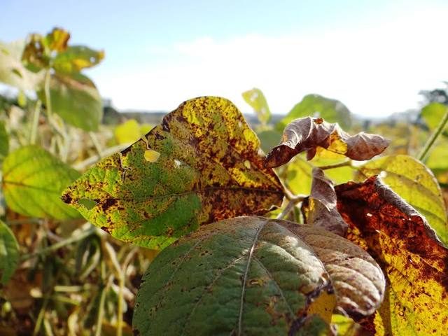 Mancha parda na soja: Saiba como identificar e como fazer o controle