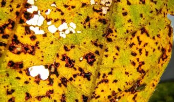 Mancha parda na soja