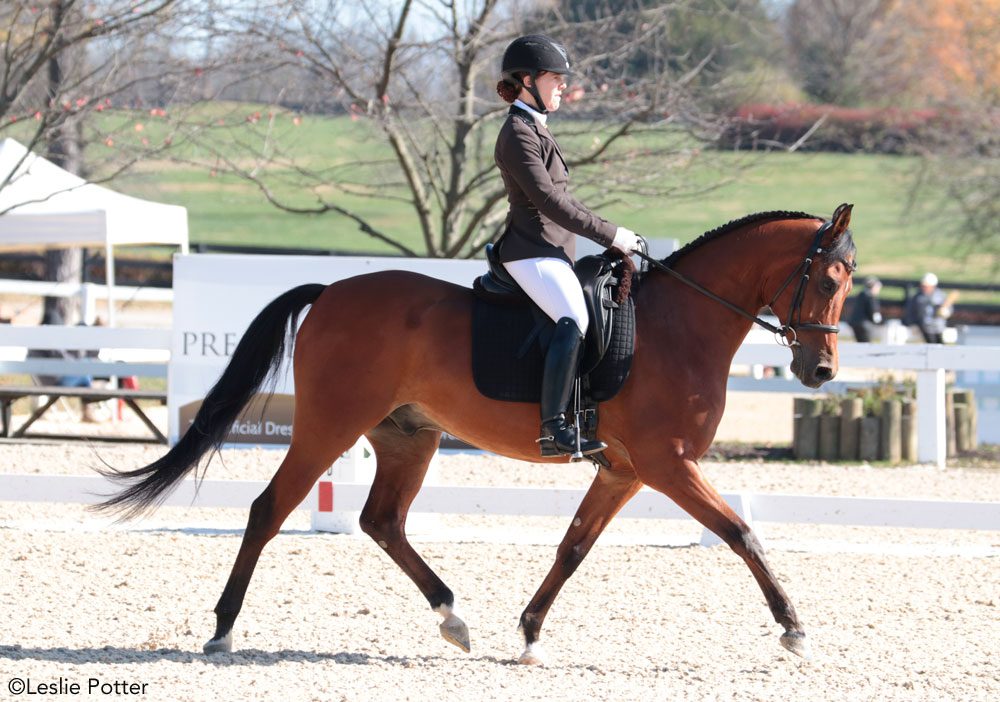 raça de cavalo mais antiga do mundo