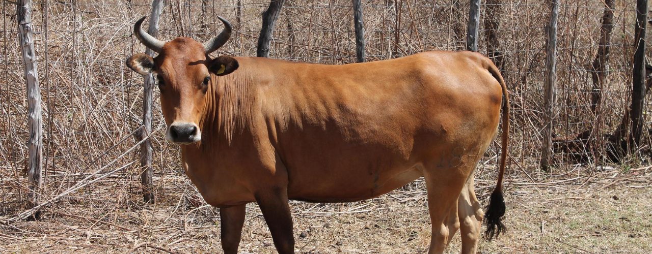 Conheça essas impressionantes raças de gado quase extintas