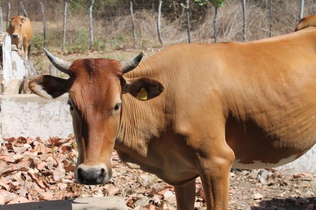 Conheça essas impressionantes raças de gado quase extintas