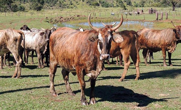 Conheça essas impressionantes raças de gado quase extintas