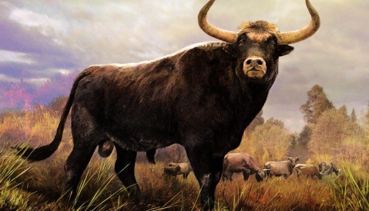 Conheça essas impressionantes raças de gado quase extintas