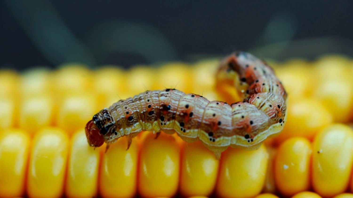 Biodefensivo com baculovírus é empregado no combate à lagarta-do-cartucho, embrapa