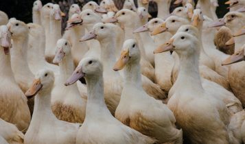 Conheça a maior fazenda de patos do Brasil