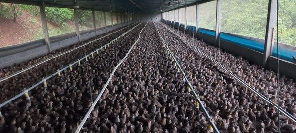 Conheça uma das maiores fazenda de ovos de codorna do Brasil