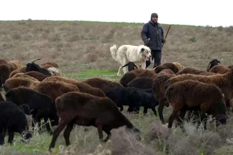 Conheça ovelhas gigantes do Tadjiquistão 