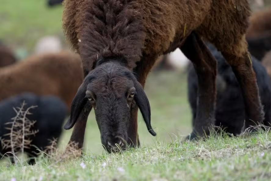 Conheça ovelhas gigantes do Tadjiquistão 