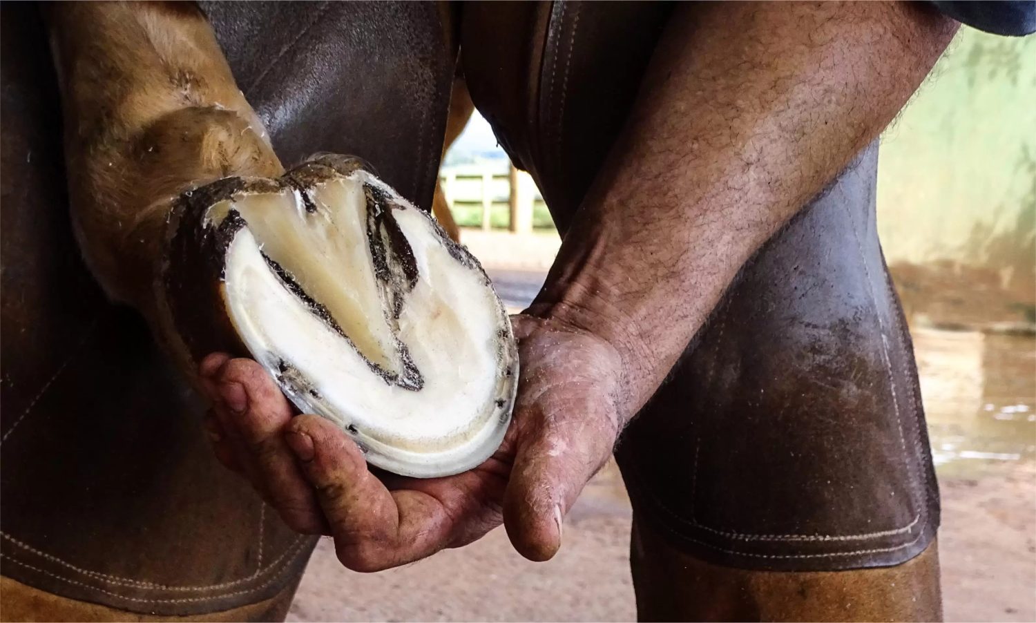 tipos de ferraduras para cavalos