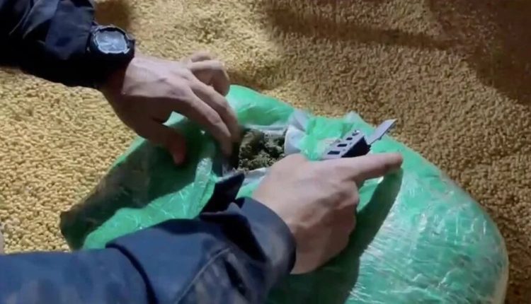 Polícia Rodoviária apreende quase 7 toneladas de maconha em carga de soja