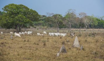 Yara fecha parceria com MyCarbon, da Minerva, para recuperar áreas degradadas