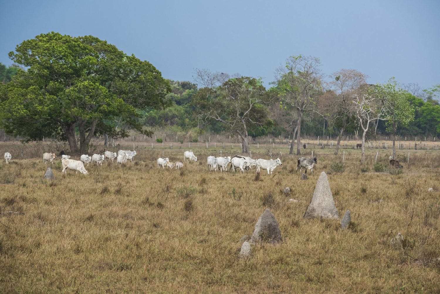 Governo quer restaurar áreas degradadas para aumentar produção agrícola, diz secretário do Mapa