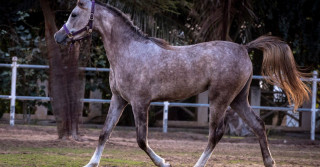 raça de cavalo mais antiga do mundo