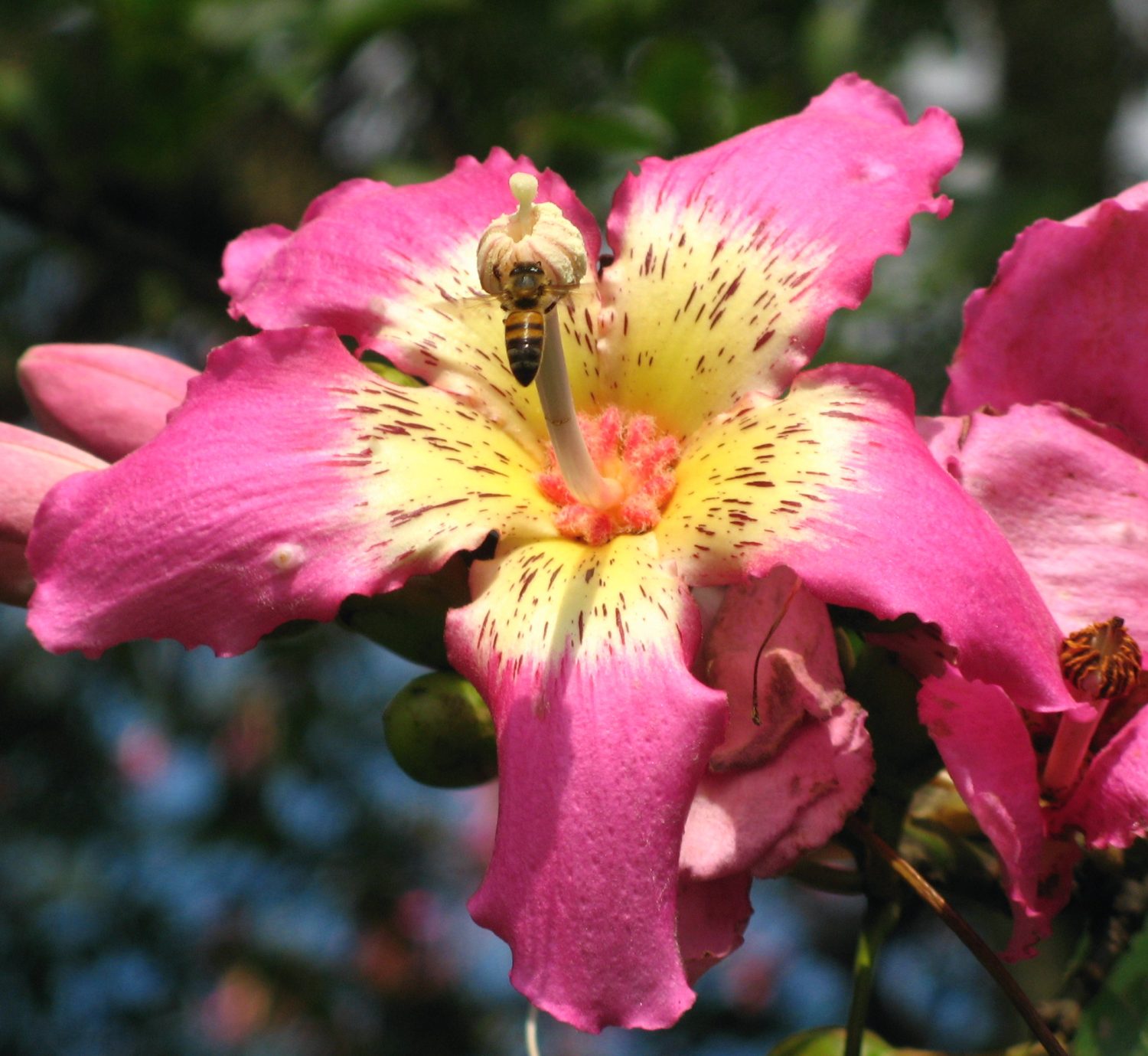 Paineira-rosa - detalhe da flor recebendo abelha polinizadora