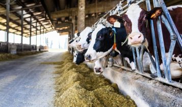 Moscas domésticas comprometem produção e qualidade do leite nas fazendas, alerta especialista