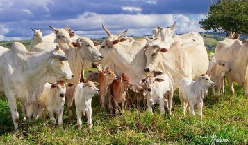 vacada nelore de cria com bezero ao pe - fotao