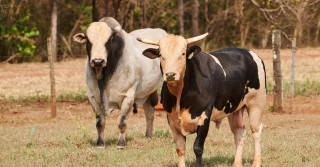 melhoramento genético de touros de rodeio