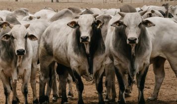 arroba do boi gordo - confinamento A arroba a R$ 360: o que está por trás da alta do boi gordo e o que o pecuarista deve observar no mercado