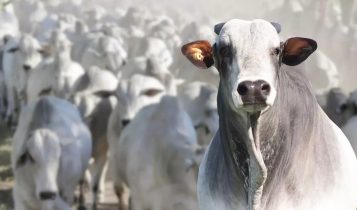 numero do abate de bovinos boi gordo