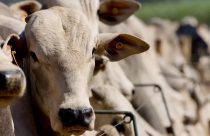 Confinamento sustentável: Estratégias para reduzir impactos ambientais sem perder rentabilidade
