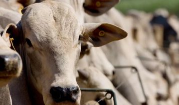 Confinamento sustentável: Estratégias para reduzir impactos ambientais sem perder rentabilidade