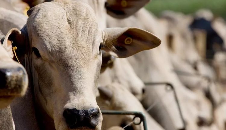Aumento no volume de bovinos confinados reflete fortalecimento da pecuária intensiva