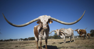 Texas Longhorns