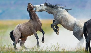 briga de cavalos