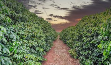 Consumidores pedem e cultivo de café está cada vez mais sustentável