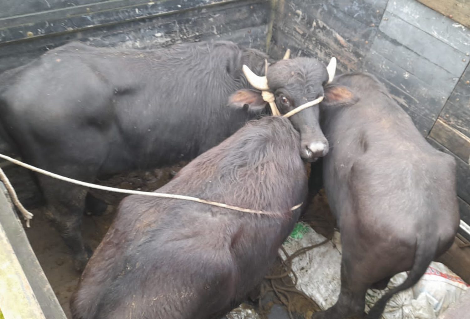 Cerca de 280 bubalinos podem ter se perdido após evento climático no RS