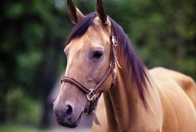 cavalo pangaré