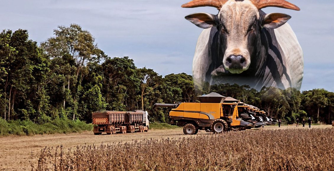 Colheita de soja no mato grosso - valtra - talhao de soja - fotao nelore