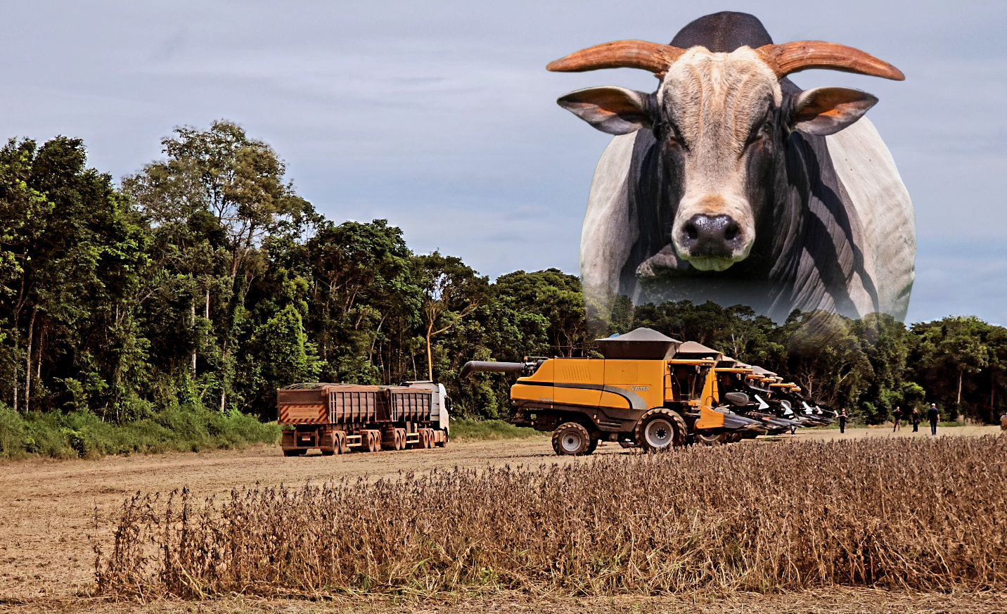 Colheita de soja no mato grosso - valtra - talhao de soja - fotao nelore