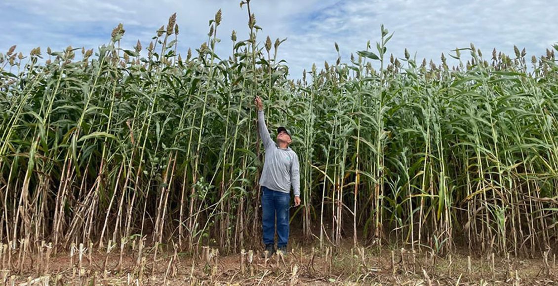 Embrapa desenvolve sorgo forrageiro de alta qualidade e produtividade