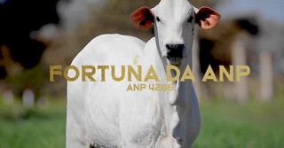 Fortuna da ANP