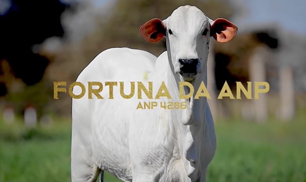 Filha da vaca mais cara do mundo é valorizada em R$ 1.920.000; Vídeo