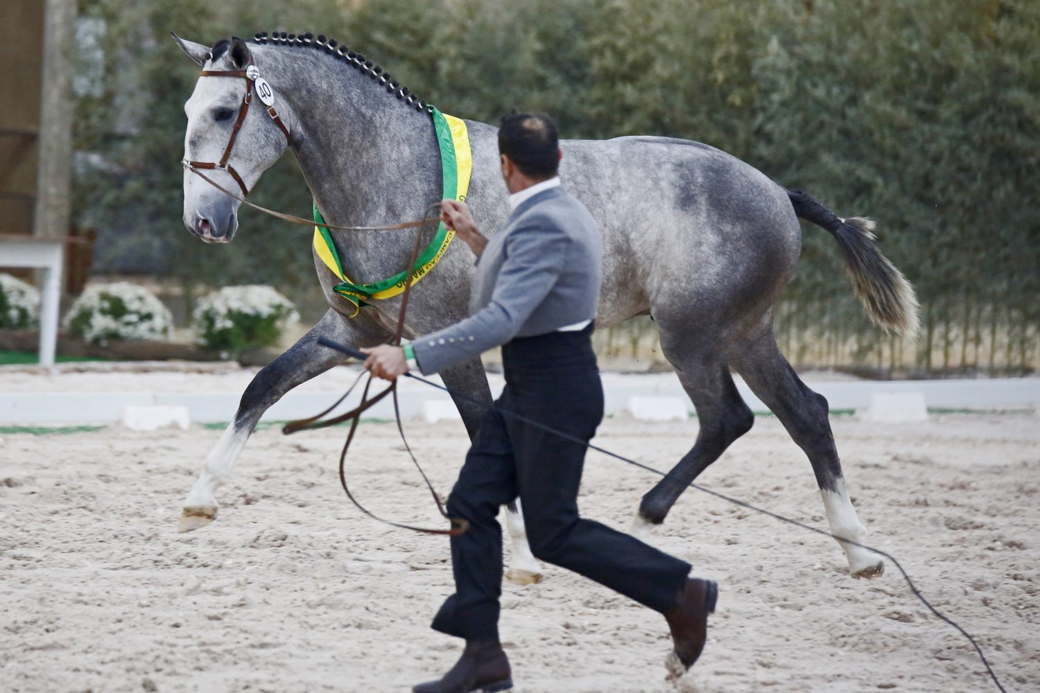 Ravhel do Vouga - Grande Campeao Macho e Macho Jovem