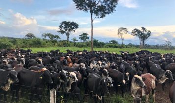 Girolando Gv5 para aumentar sua producao de leite