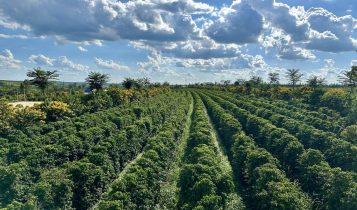 Região do Cerrado Mineiro tem maior área de cafeicultura regenerativa do Brasil