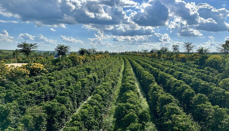Região do Cerrado Mineiro tem maior área de cafeicultura regenerativa do Brasil
