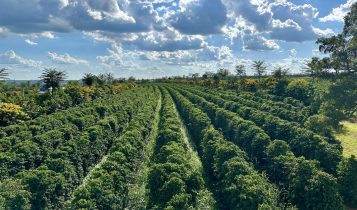 Região do Cerrado Mineiro tem maior área de cafeicultura regenerativa do Brasil
