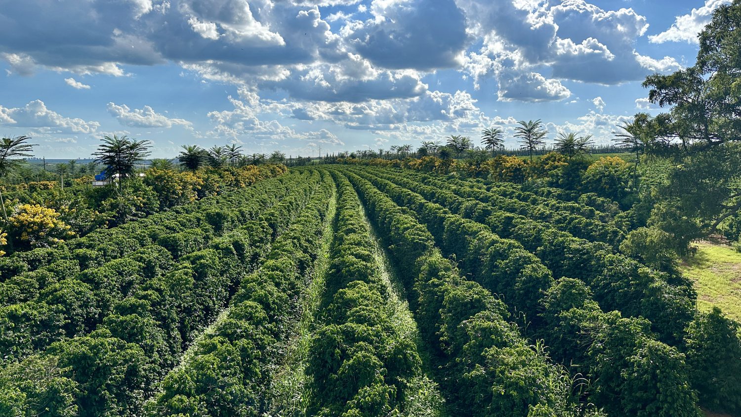 Região do Cerrado Mineiro tem maior área de cafeicultura regenerativa do Brasil