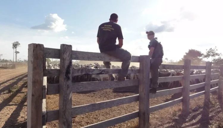 Operação visa apreender 6 mil cabeças de gado com destino à doação de carne ao RS