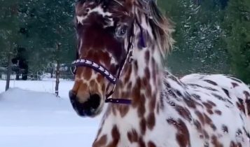 vídeo do cavalo pintado