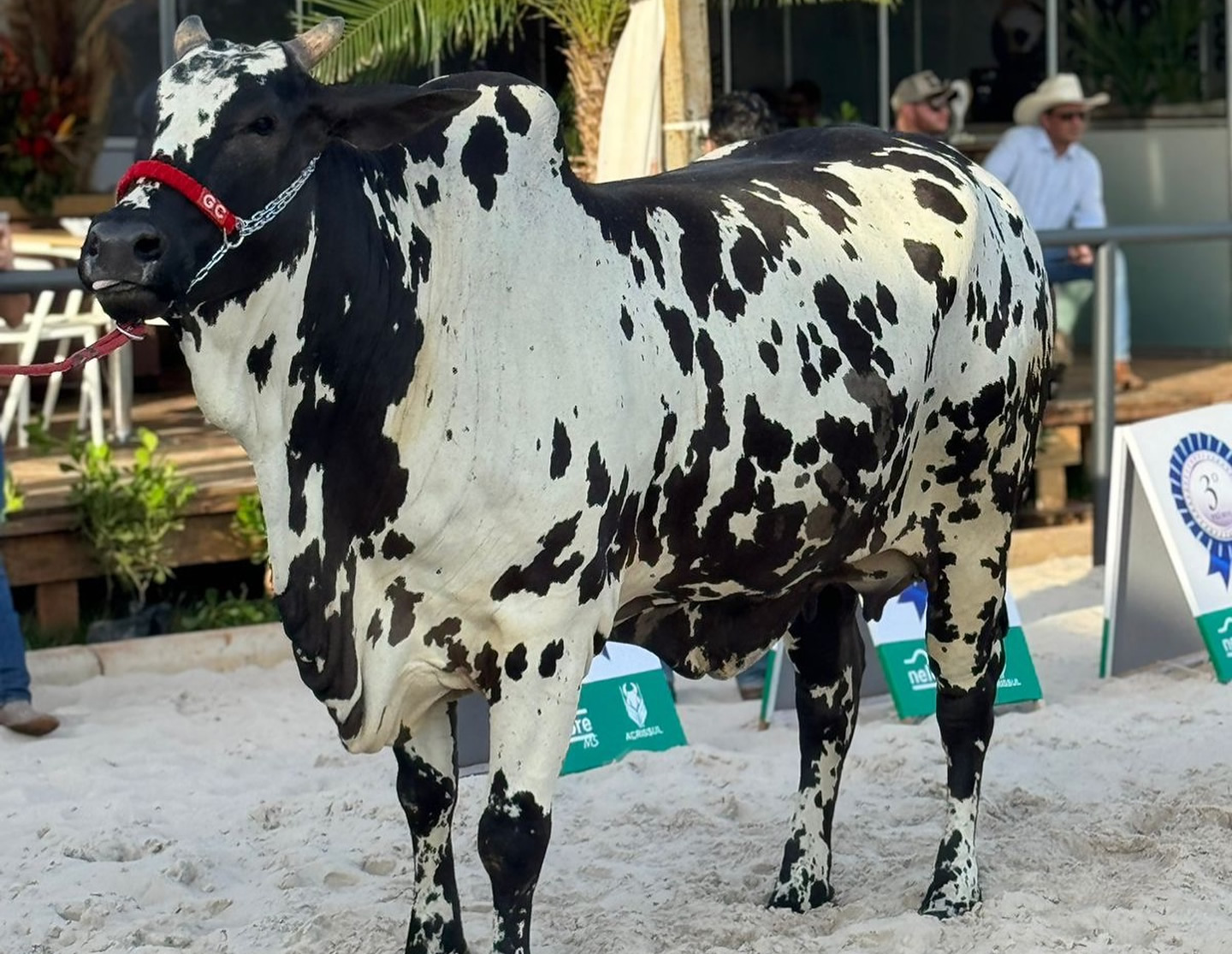 Linda Donna Fiv GC da SL - Campea Vaca Adulta - EXPOGRANDE 2024