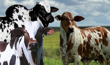 NELORE PINTADO PO - montagem fotao
