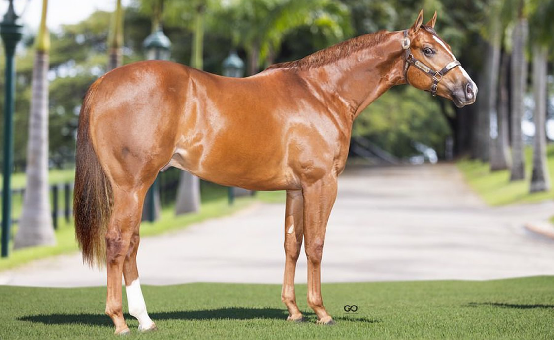 NISSAN SEIS AD - cavalo de corrida quarto de milha